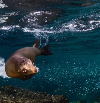 A sea lion playing in the pacific ocean