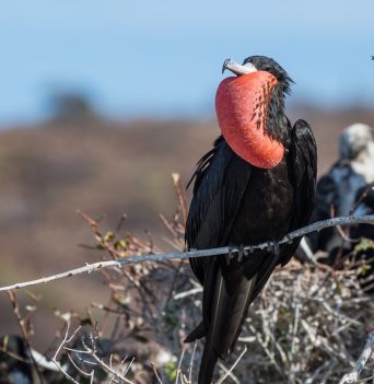 A frigate bird in Baja Mexico