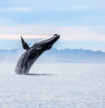 A humpback whale in Baja Mexico