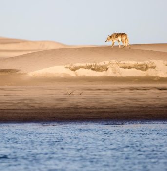 A coyote on a sand dune in Baja Mexico