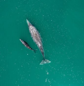 A whale and its young in Baja California