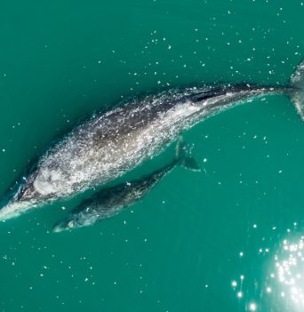 A whale and its young swimming in green waters