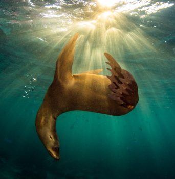 A sea lion swimming in the pacific ocean