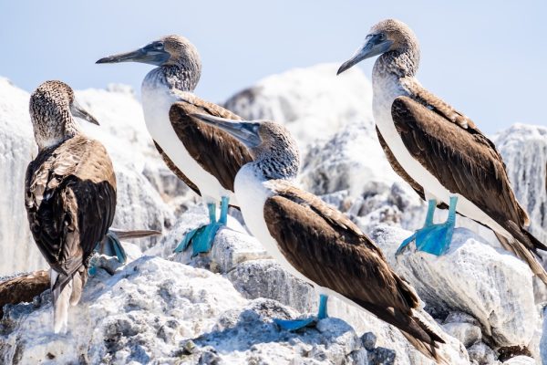 Birds resting on a rock by the sea