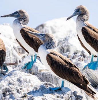 Birds resting on a rock in Baja California