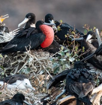 Frigate birds nesting in Baja