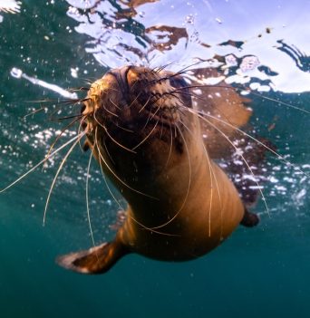 A sea lion being playful in the Pacific Ocean