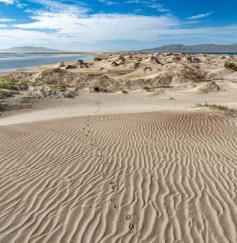 A sand dune off the coast of Baja Mexico
