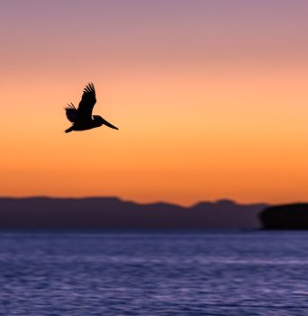 Aa bird flying at sunset over the ocean