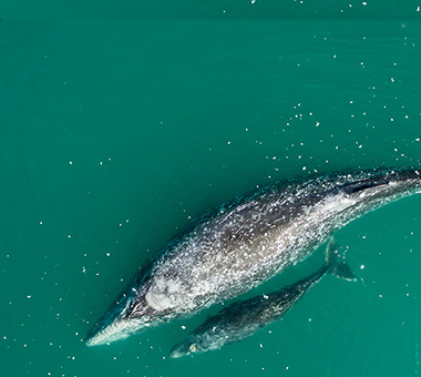 Baja index tile image with grey whales