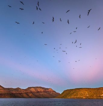 Frigate birds flying above Isla Espiritu Santo
