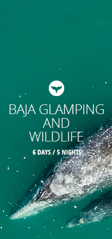 Baja glamping tour nav image with grey whales