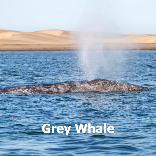 Grey whale surfacing to breathe. 