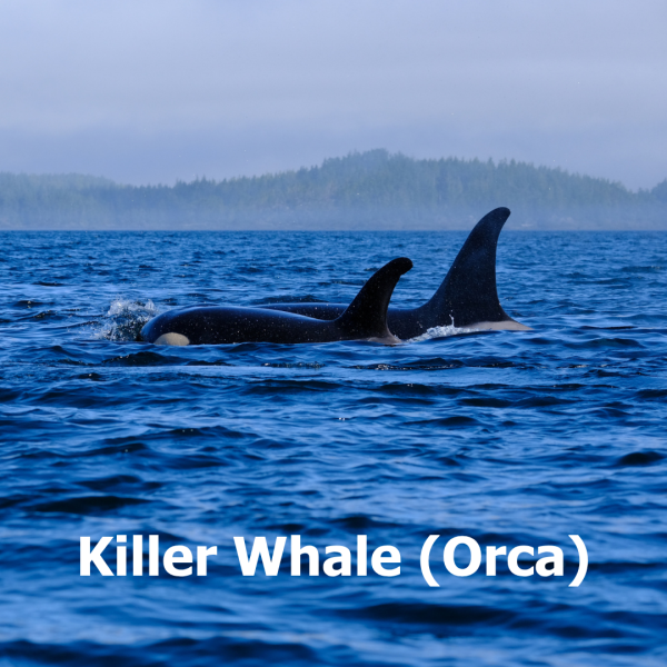 Two orca surfacing to breathe. 