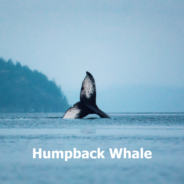 Humpback tail fluke. 