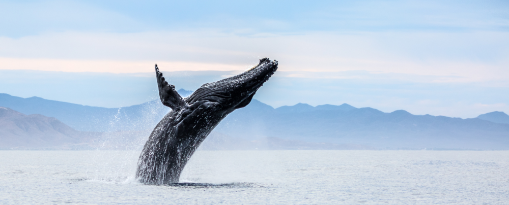 Humpback breaching out of the water.