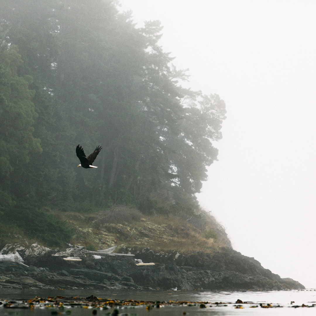 Bald eagle flying along the rocky shoreline