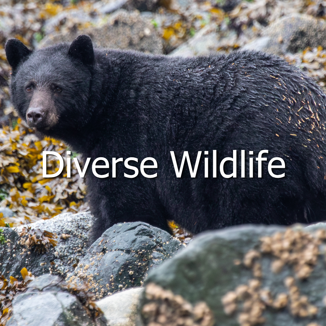Black Bear