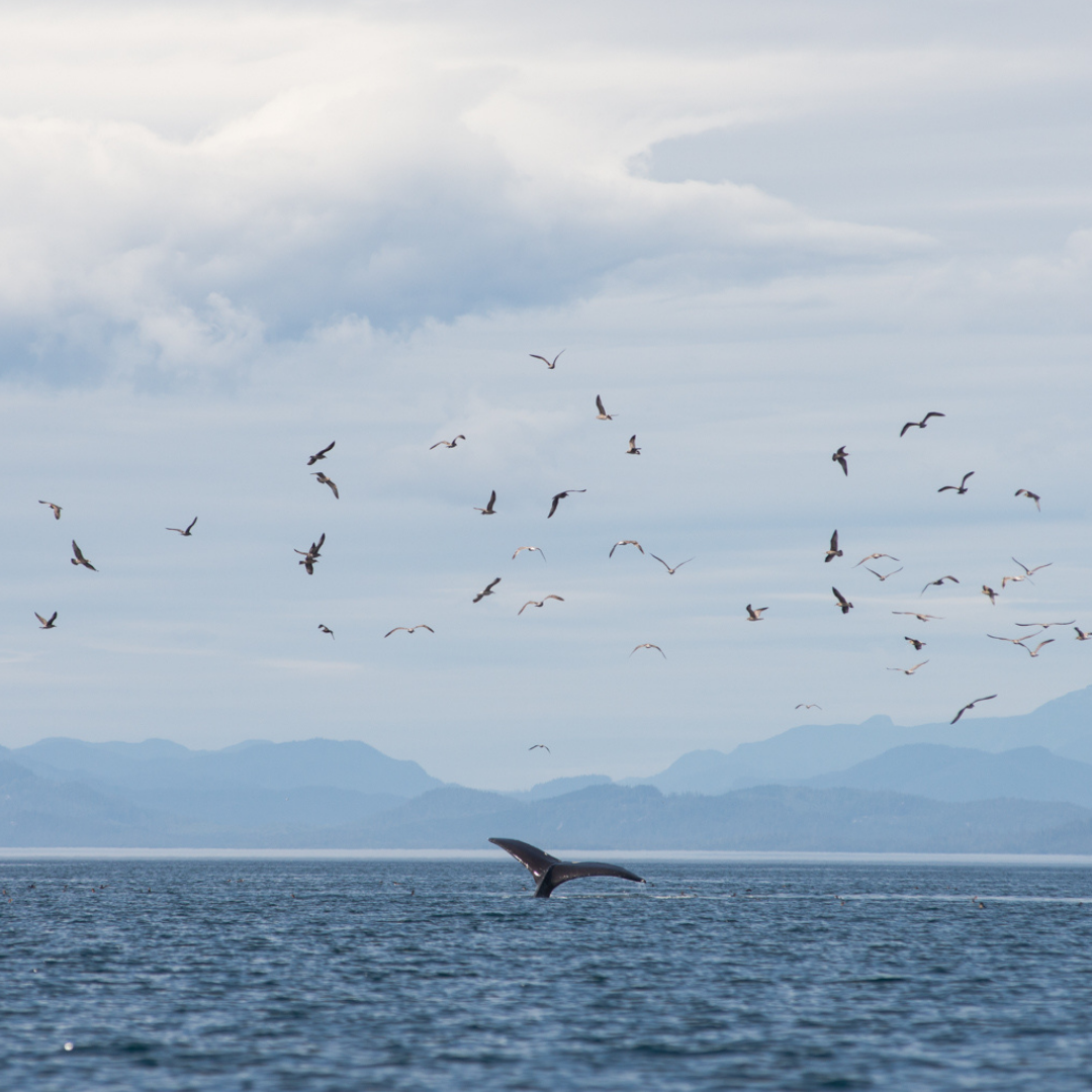 Humpback whale tail in the blue waters