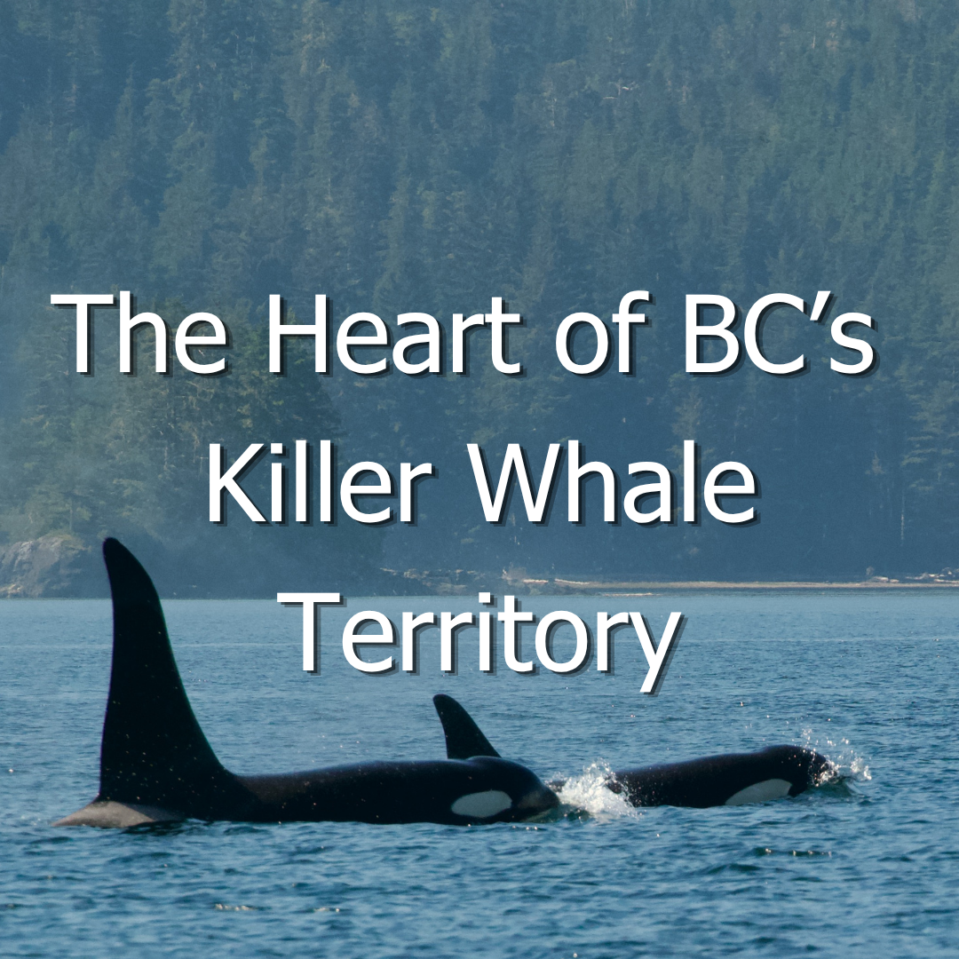 Killer whales of Johnstone Strait