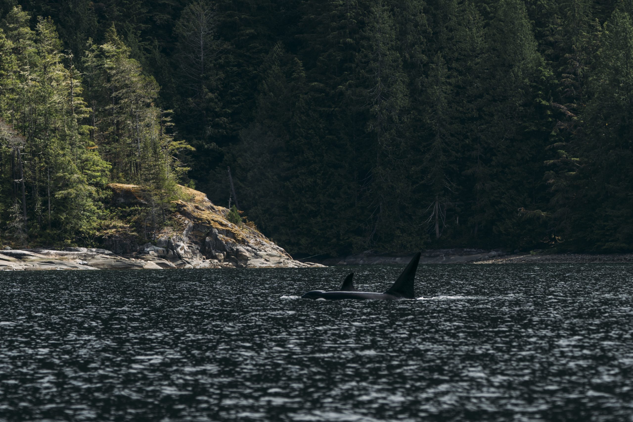 Two orca passing by a shoreline in Johnstone Strait.