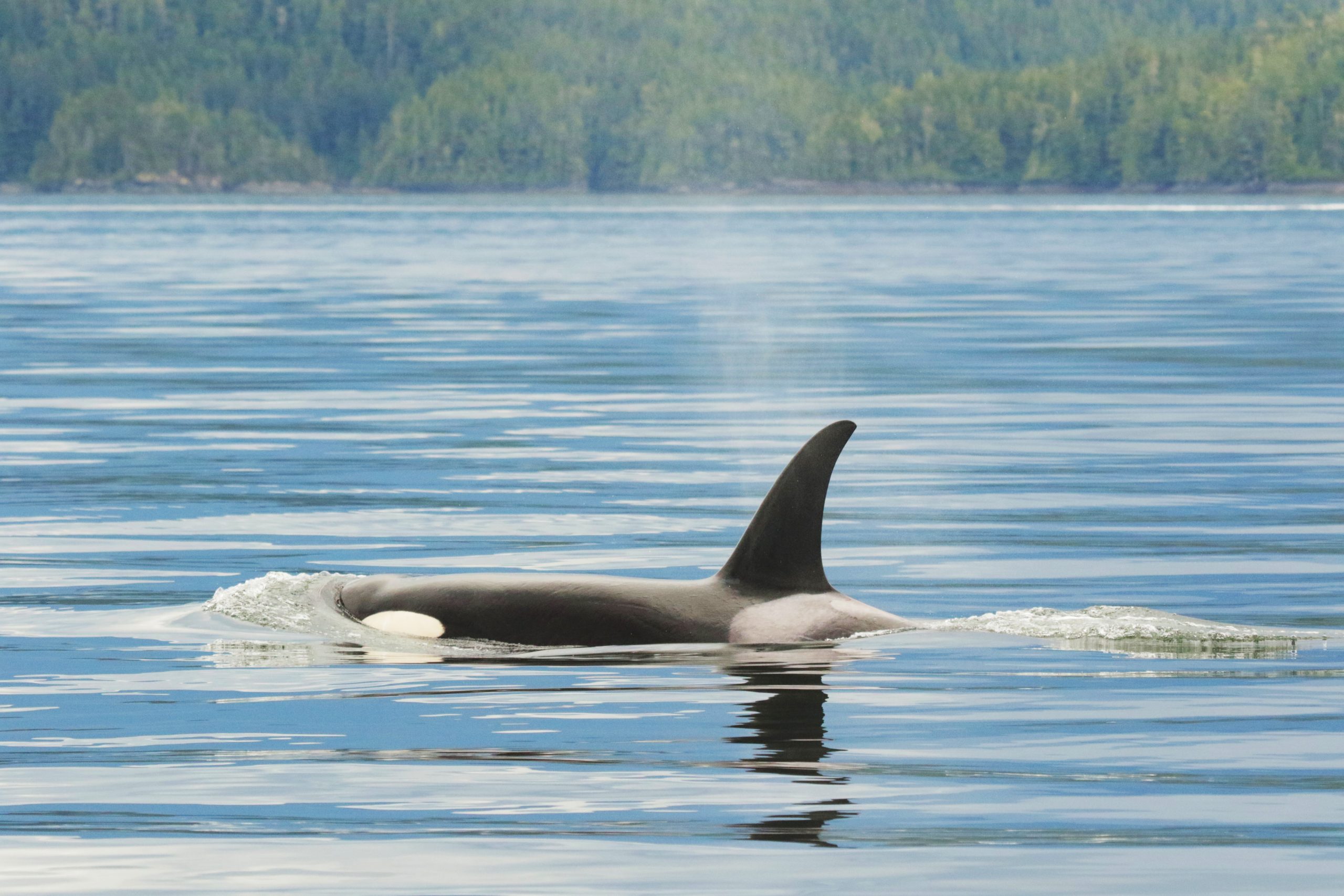 Lone Killer Whale